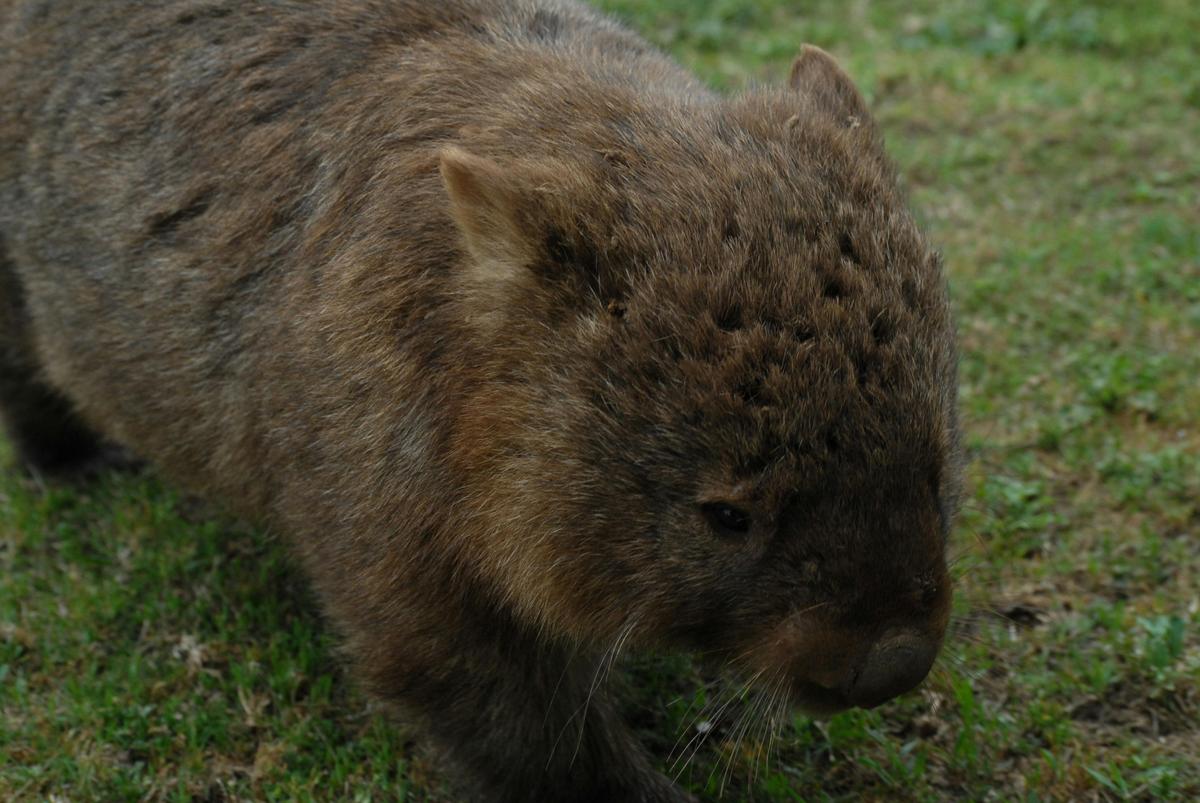 Wombat