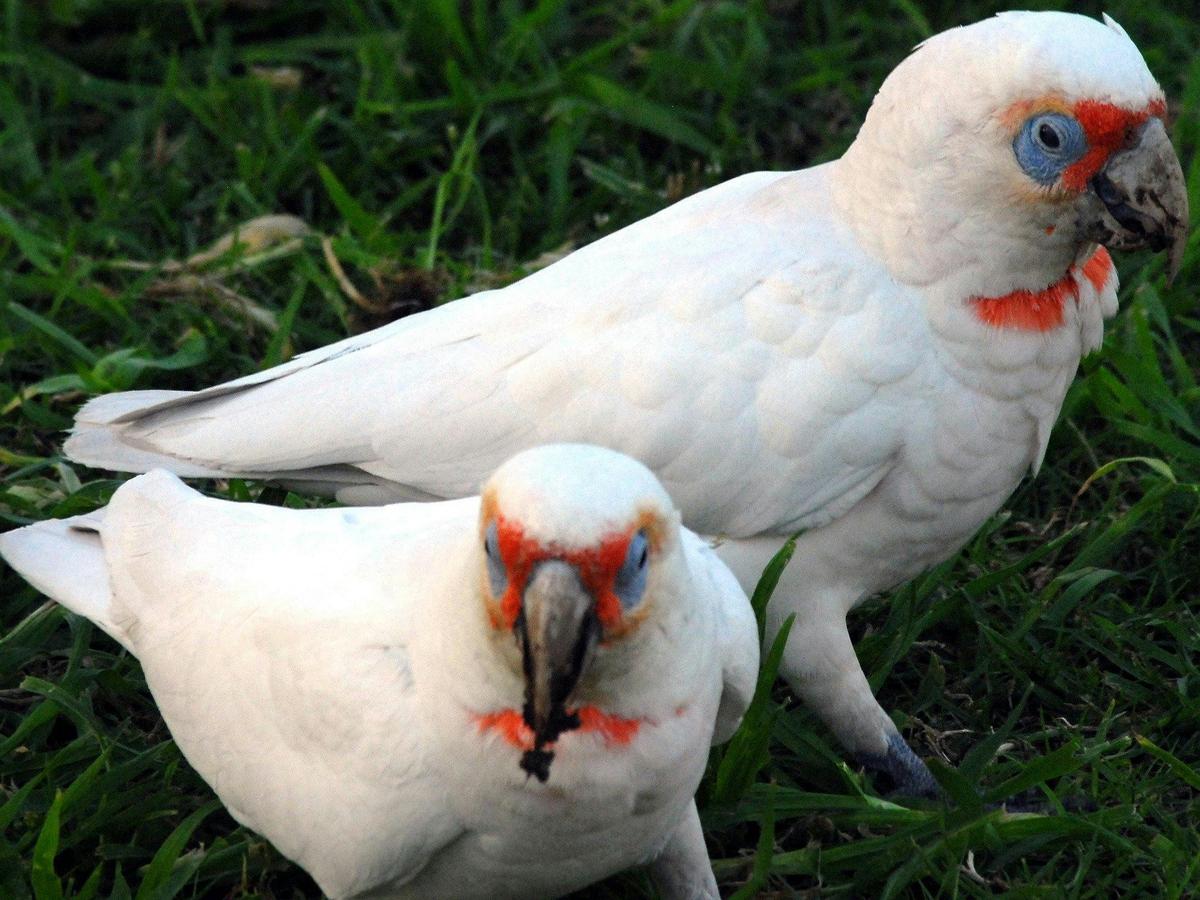 Corella