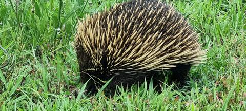 Echidna