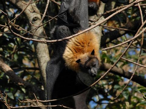 Flying fox 1