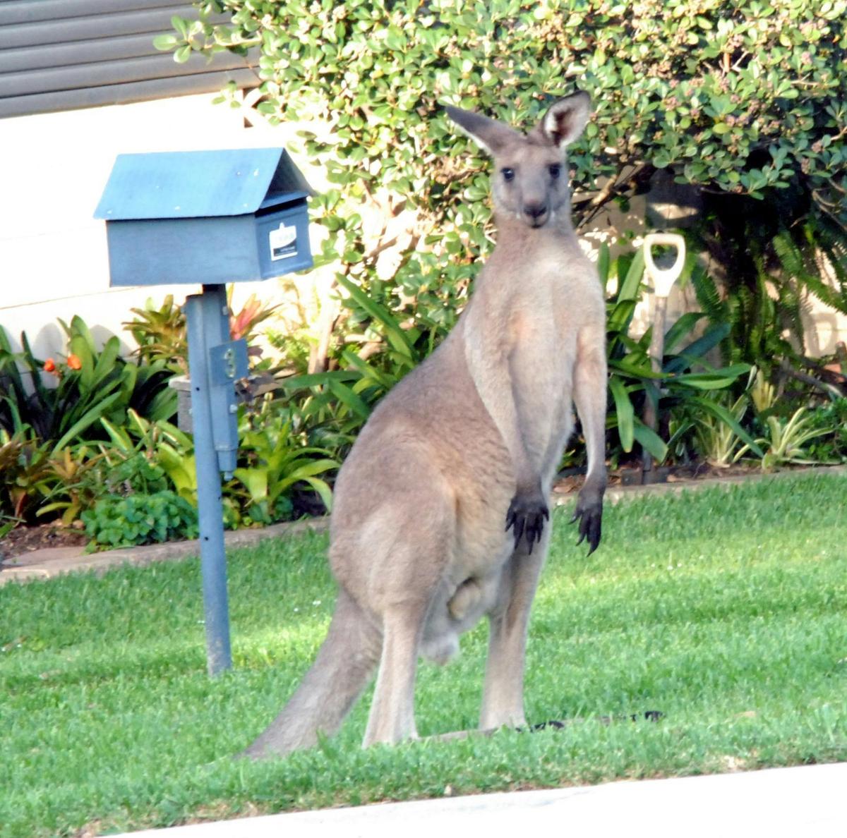 Village Kangaroos - Roos living in town!