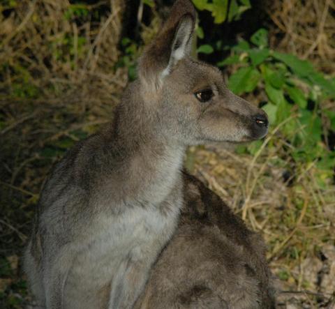 kangaroos in the wild