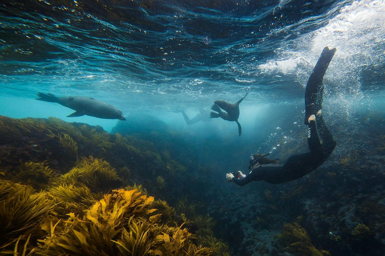 Snorkel with seals