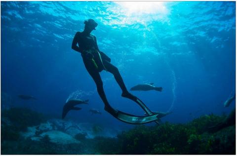 Underwater Safaris