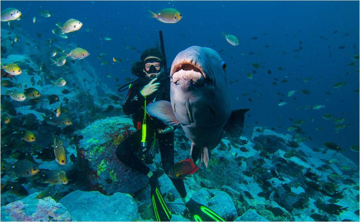 An Underwater Safari