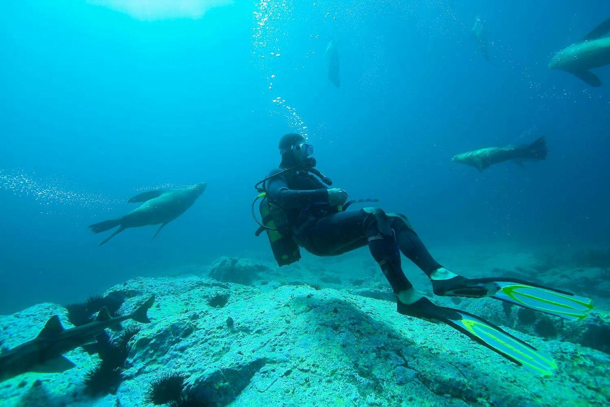 Seal Dive @ Montague Island