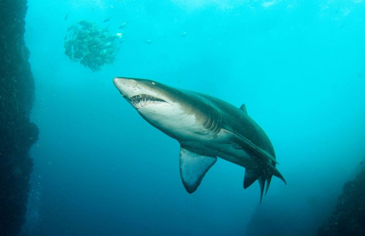 Grey Nurse Shark
