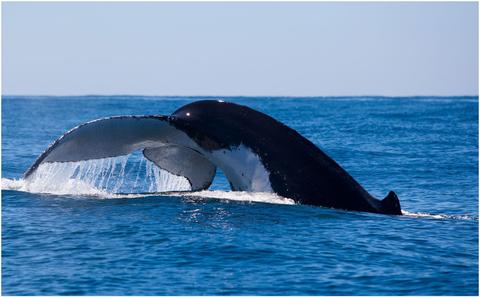Underwater Safaris
