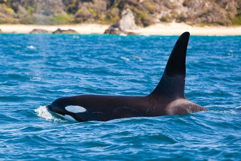 Underwater Safaris