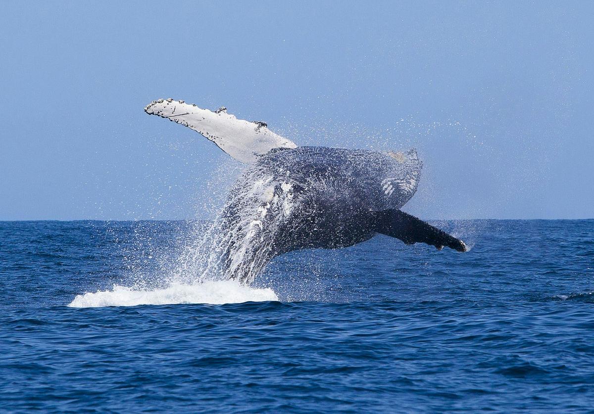 Underwater Safaris