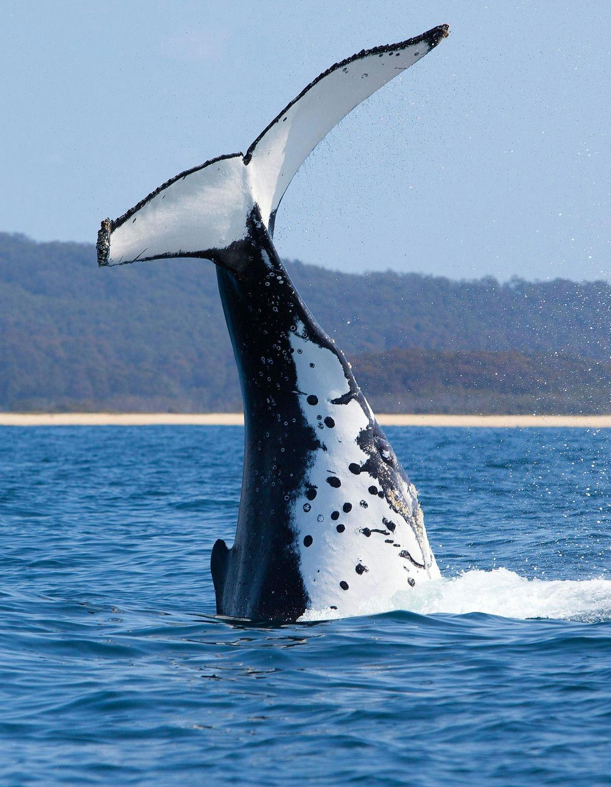Underwater Safaris