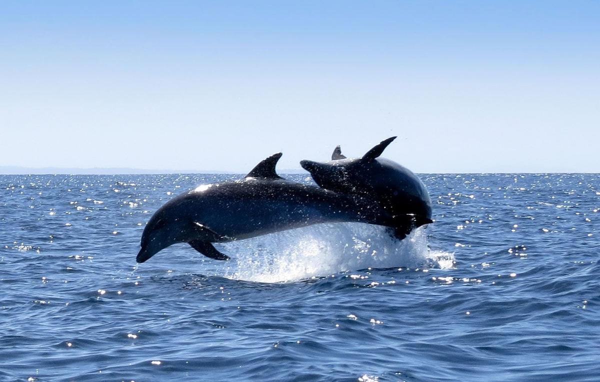 Underwater Safaris