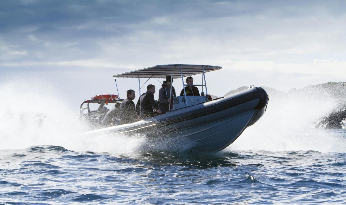 Underwater Safaris