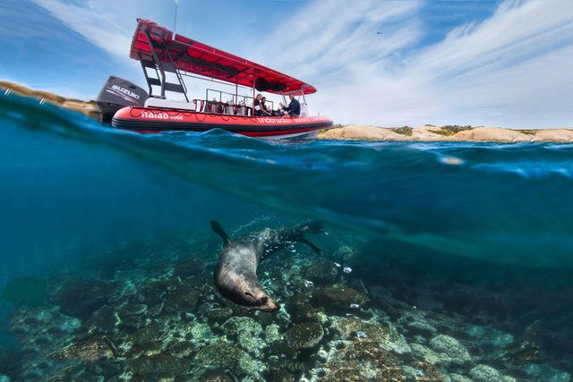 Underwater Safaris