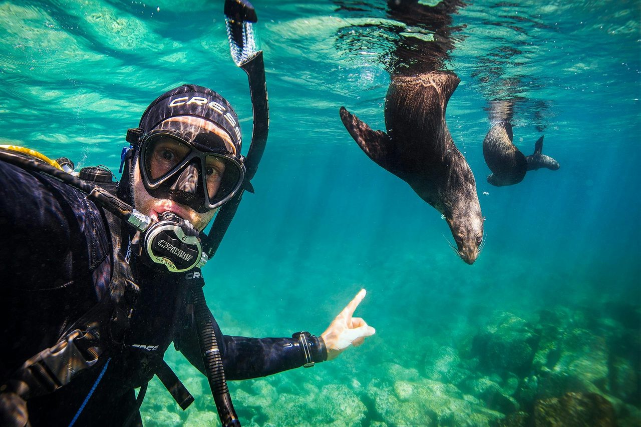 Seal Dive
