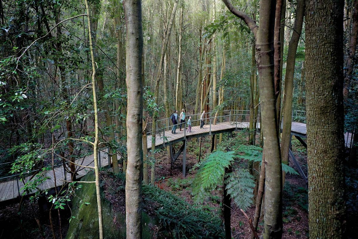 Walk through the majestic Rainforests