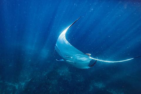 Wild Byron Sea Safaris