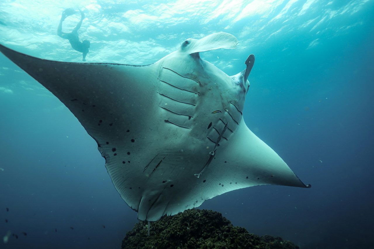 snorkling dreams