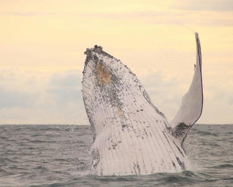 hi whale!
