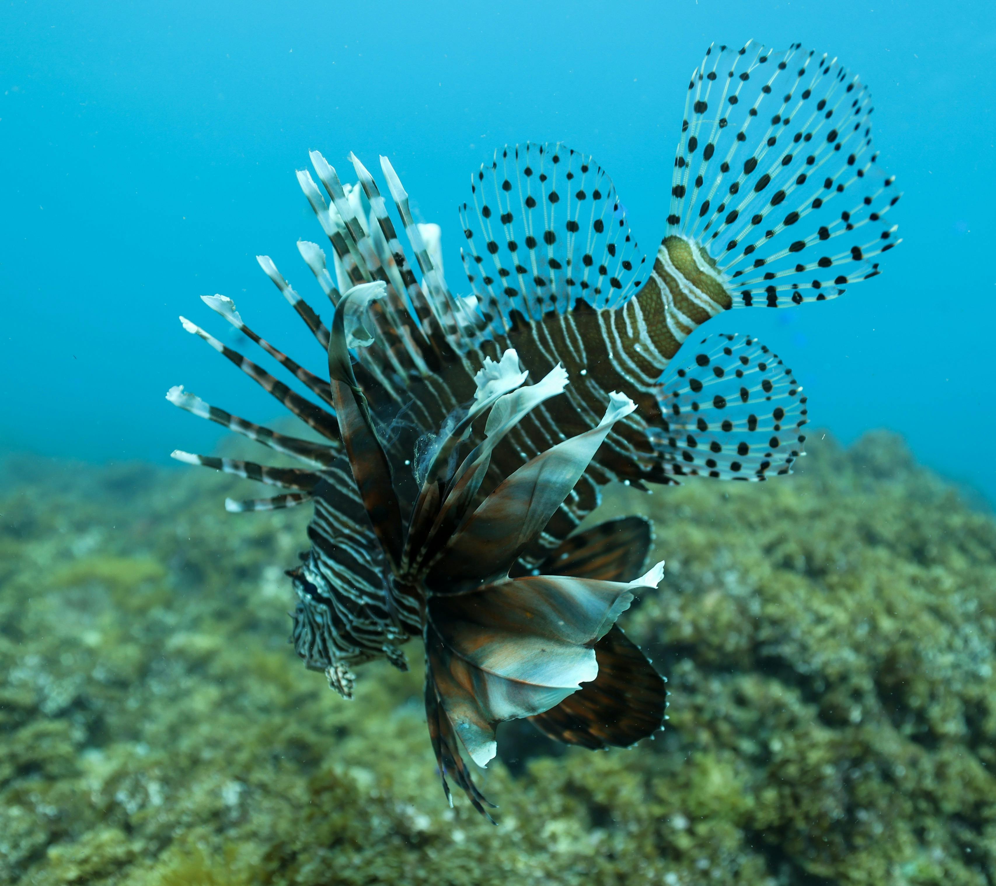 Lion Fish