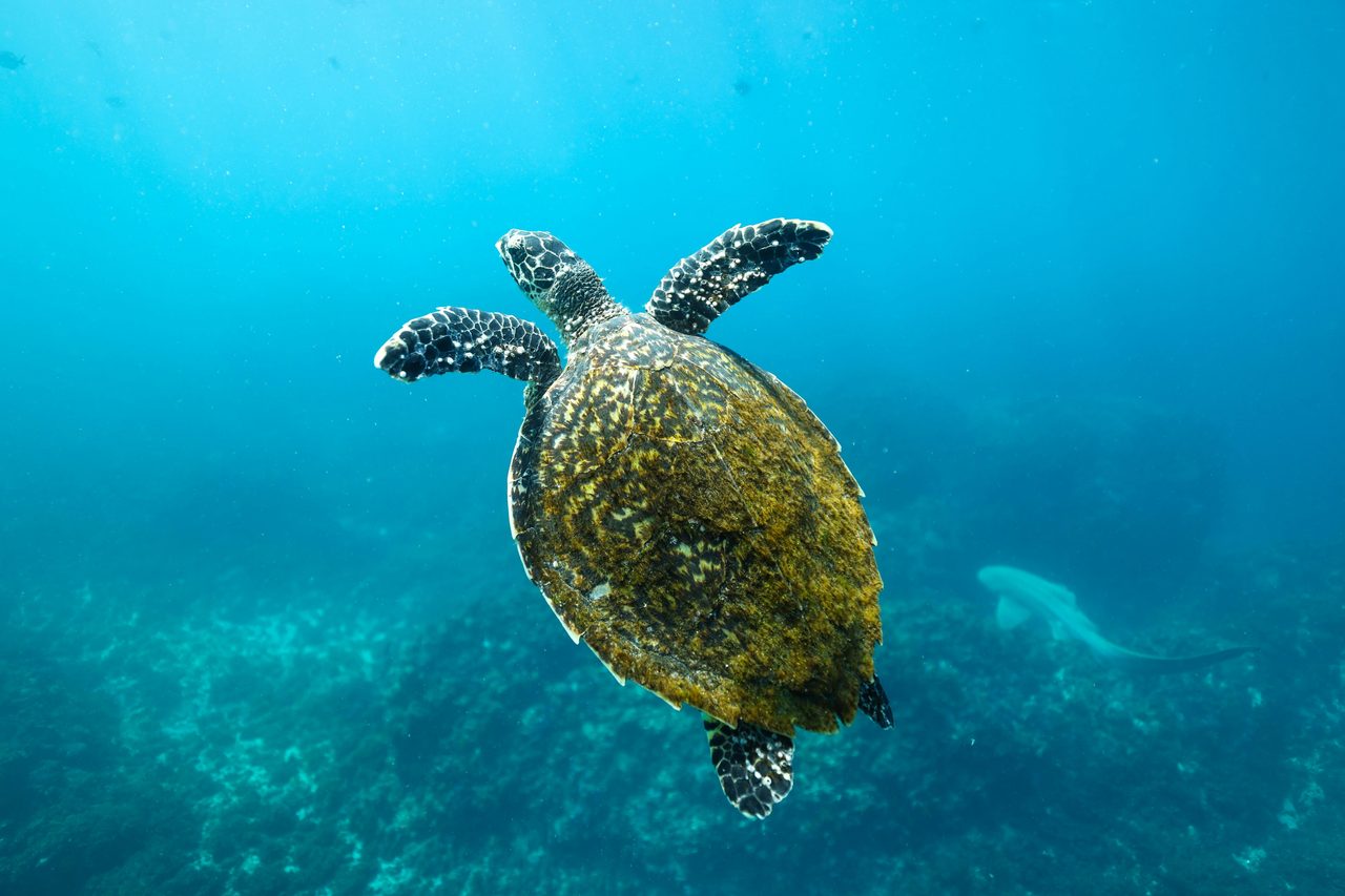 turtle cool