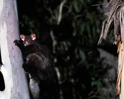 Night Safari Canberra