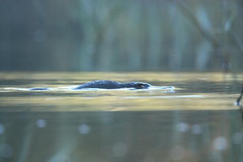 Platypus