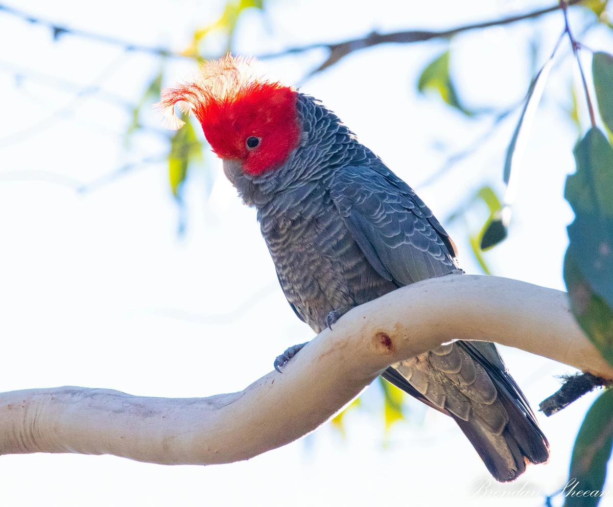 Gang Gang Cockatoo