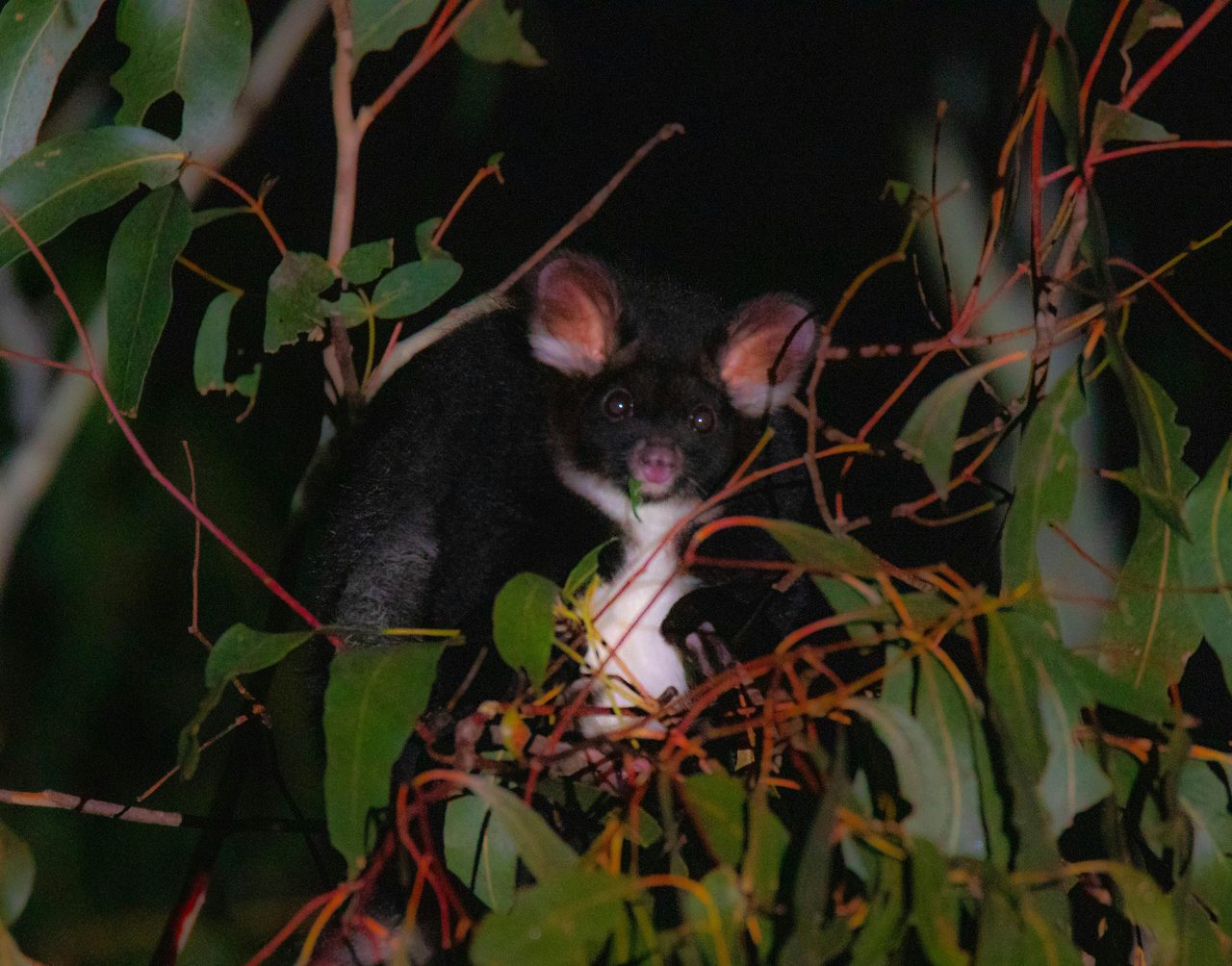 Greater Glider