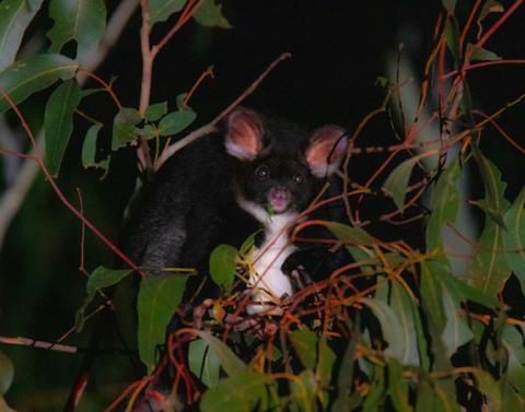 Greater Glider is one of the most exciting species you will see on a Night Safari