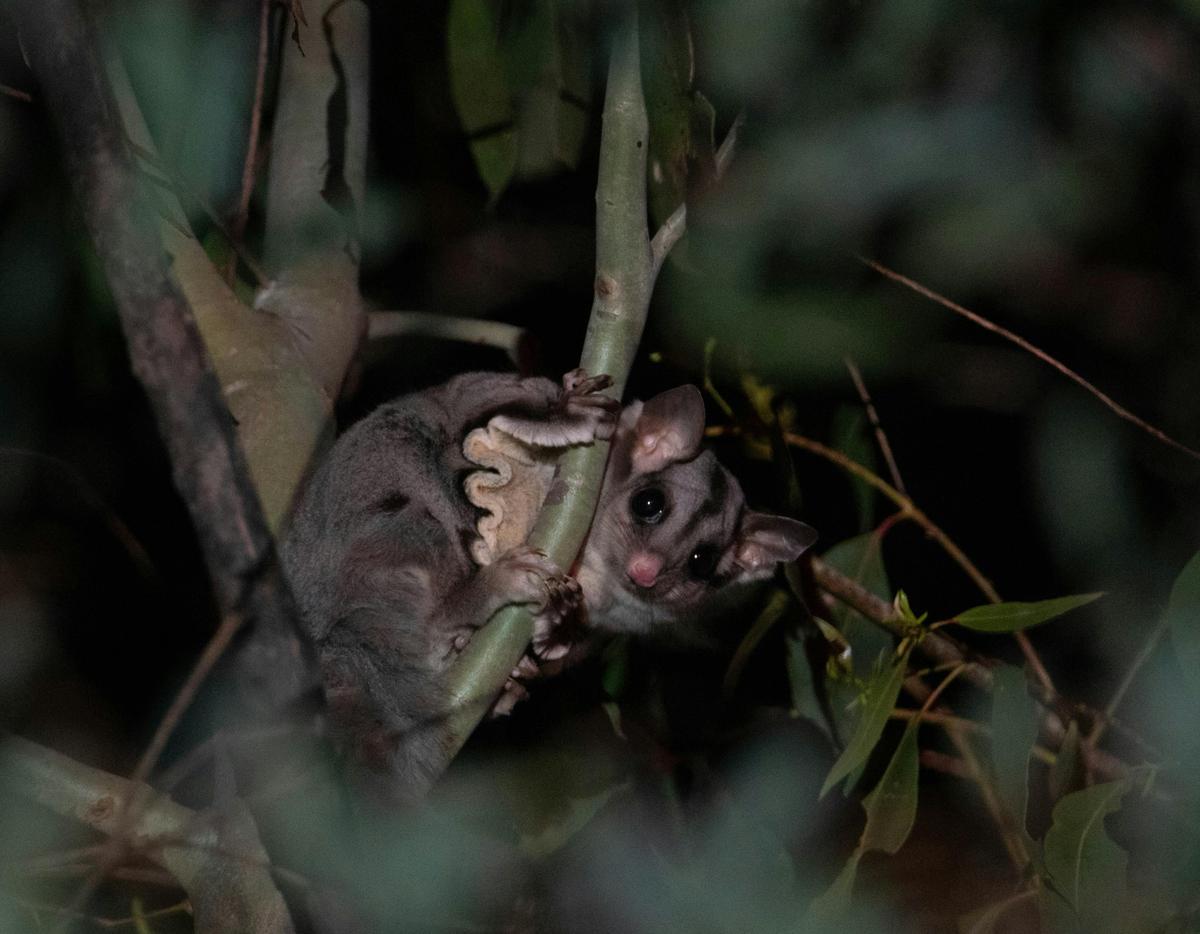 The Sugar Glider is one of many species you will see on an Night Safaro
