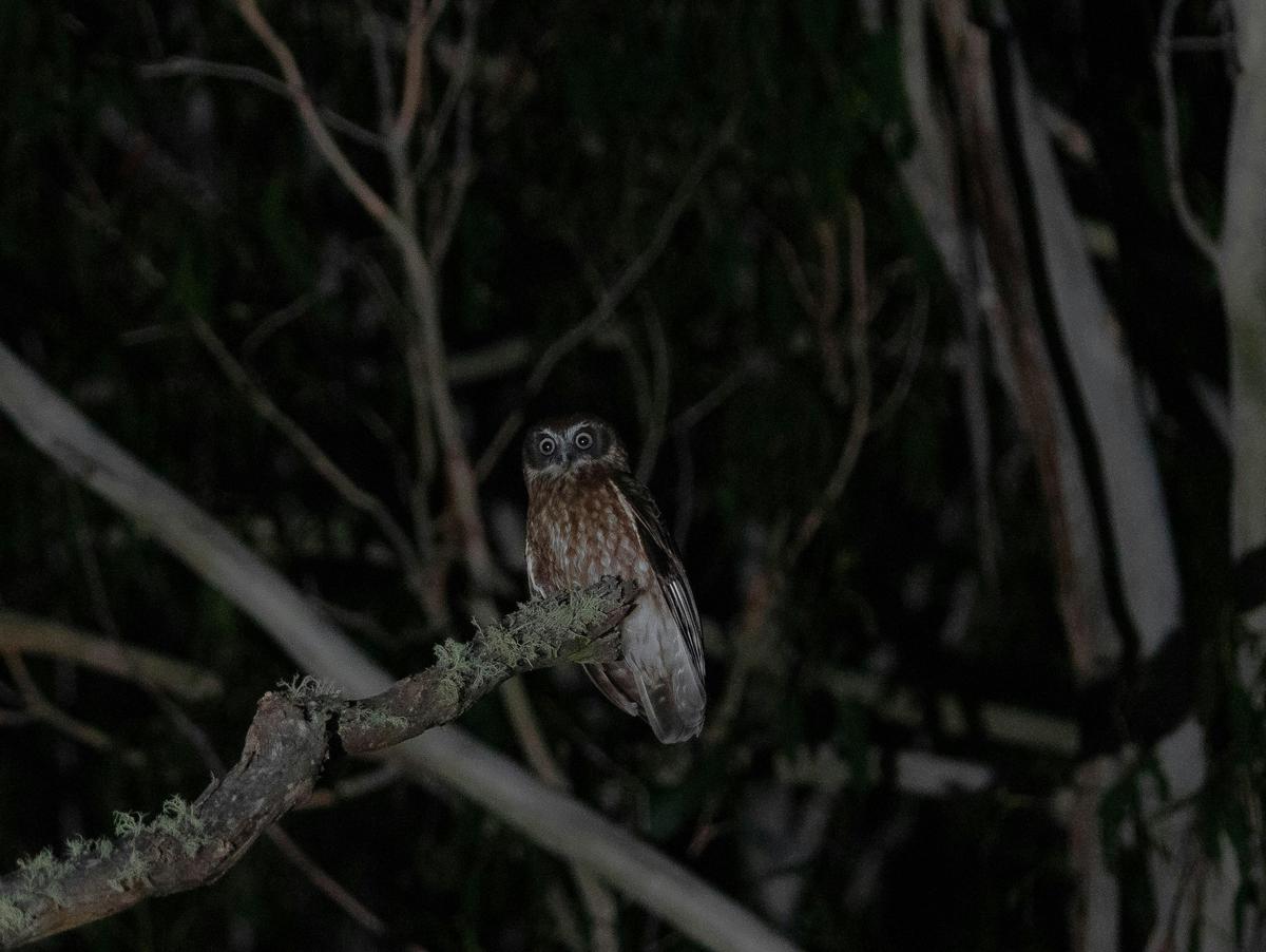 An Australian Boobook seen on a Night Safari