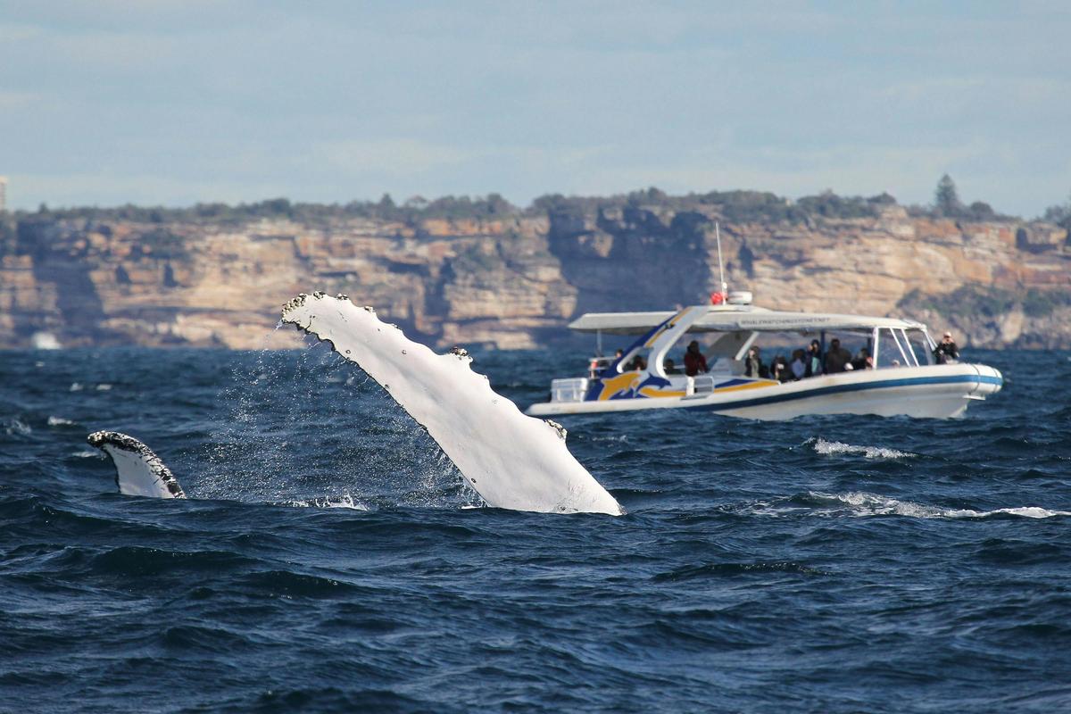 2hr Adventure Cruise