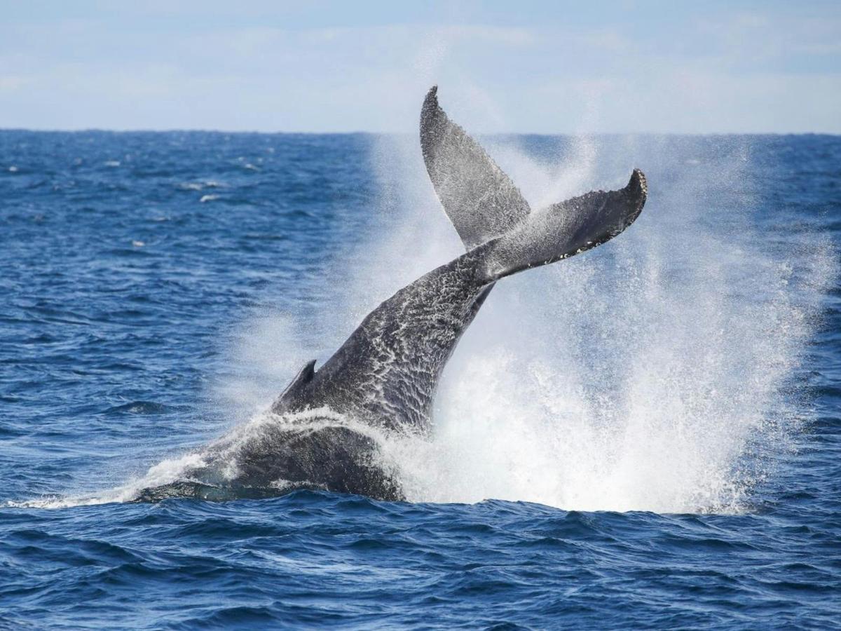 whale breach off Sydney Harbour with Whale Watching Sydney