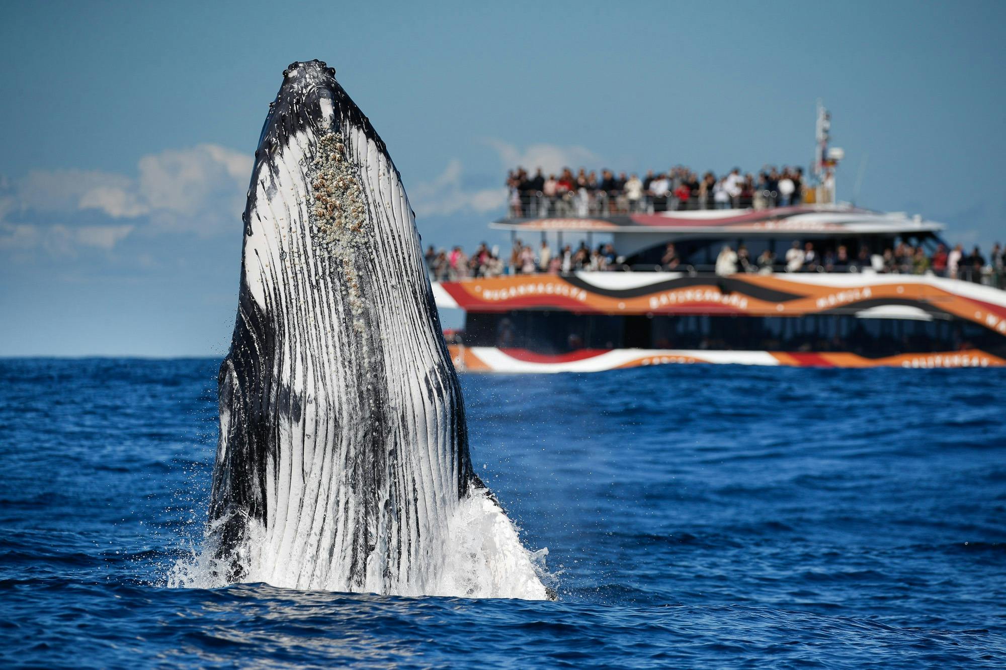 whale breaching in front of boat