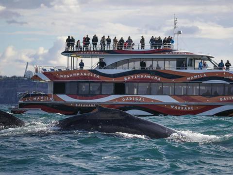whales breaching in front of Ocean Dreaming II