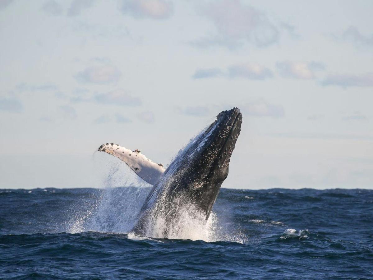 whale breach off Sydney Harbour with Whale Watching Sydney