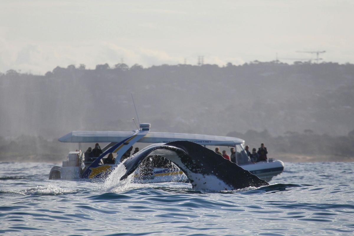 2hr Adventure Cruise