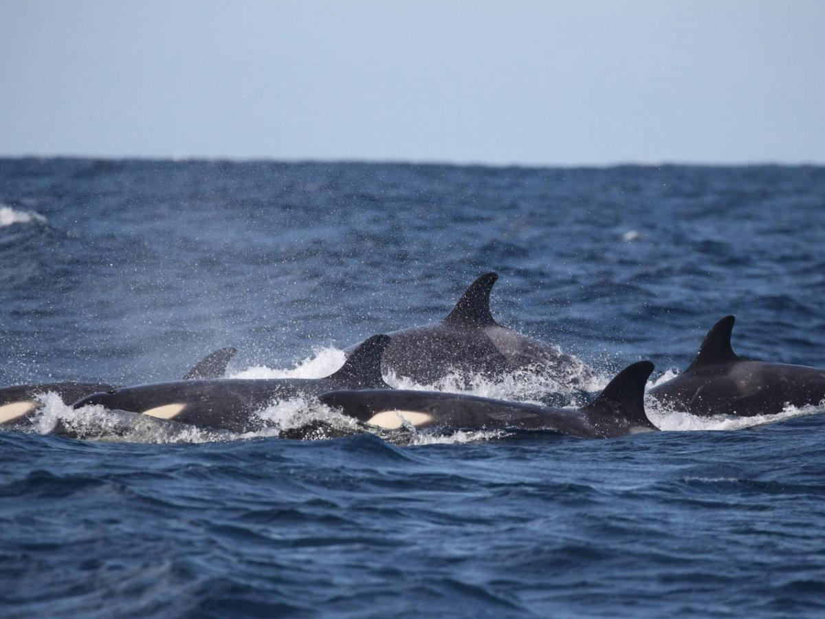orca sighting off Sydney Harbour with Whale Watching Sydney