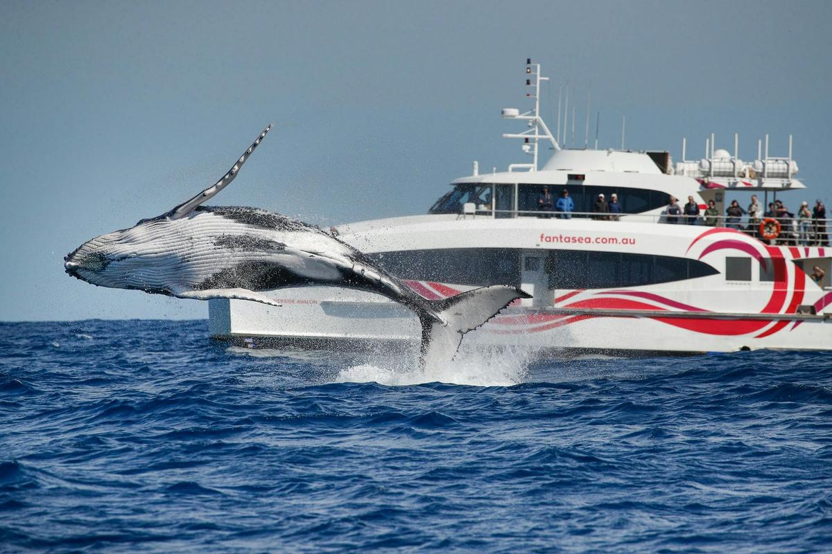 whale breaching in front of Fantasea Avalon
