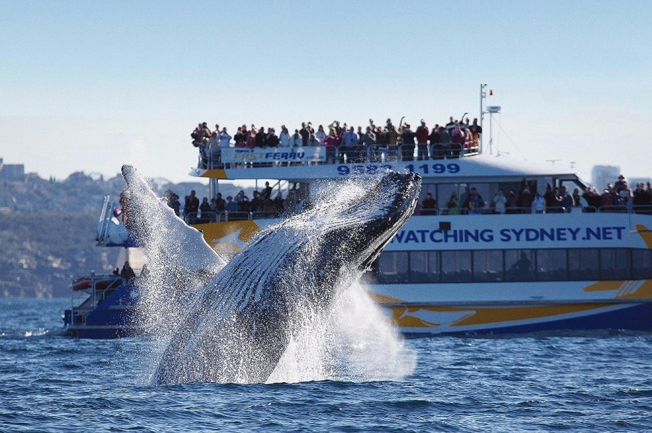 Bass and Flinders Cruises