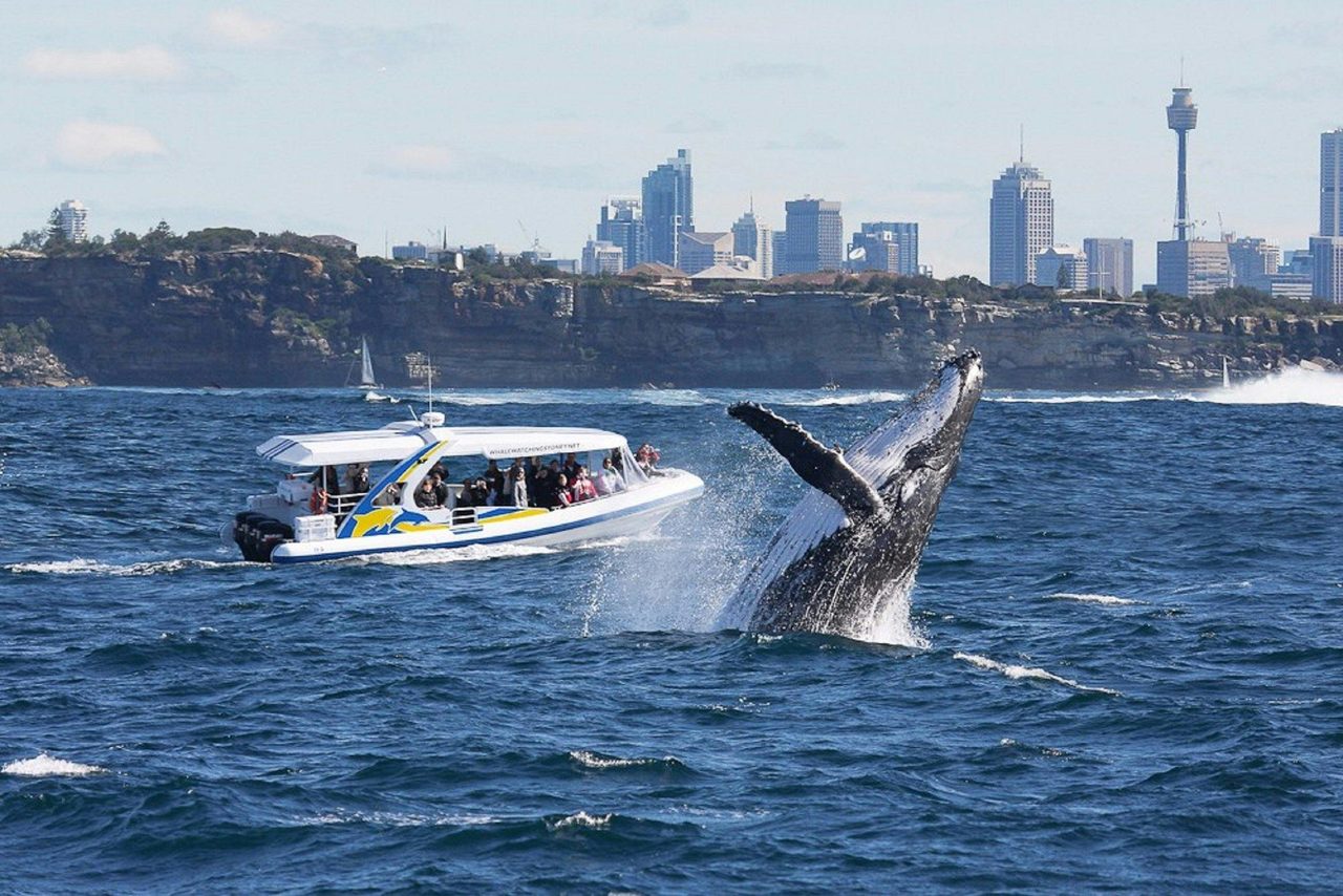 Bass & Flinders Cruises