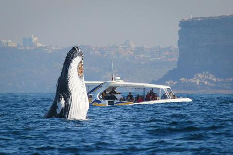 2hr Adventure Cruise