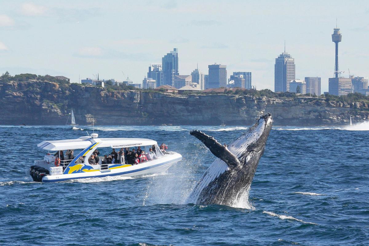 2hr Adventure Cruise