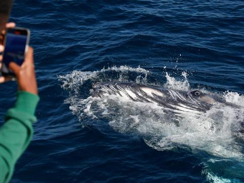 whale sighting on WHale Watching Sydney cruise