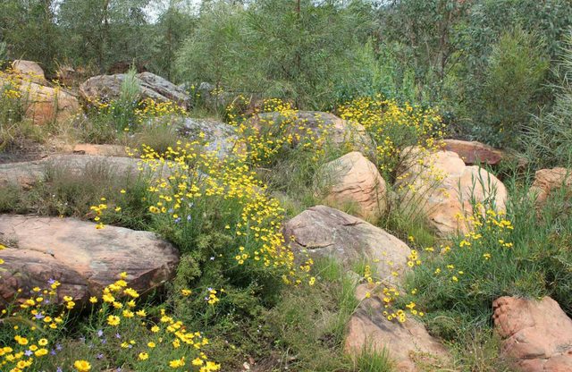 Ben Hall's Cave Walking Track