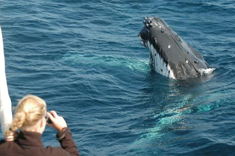 Whale Watching Cruise June to November