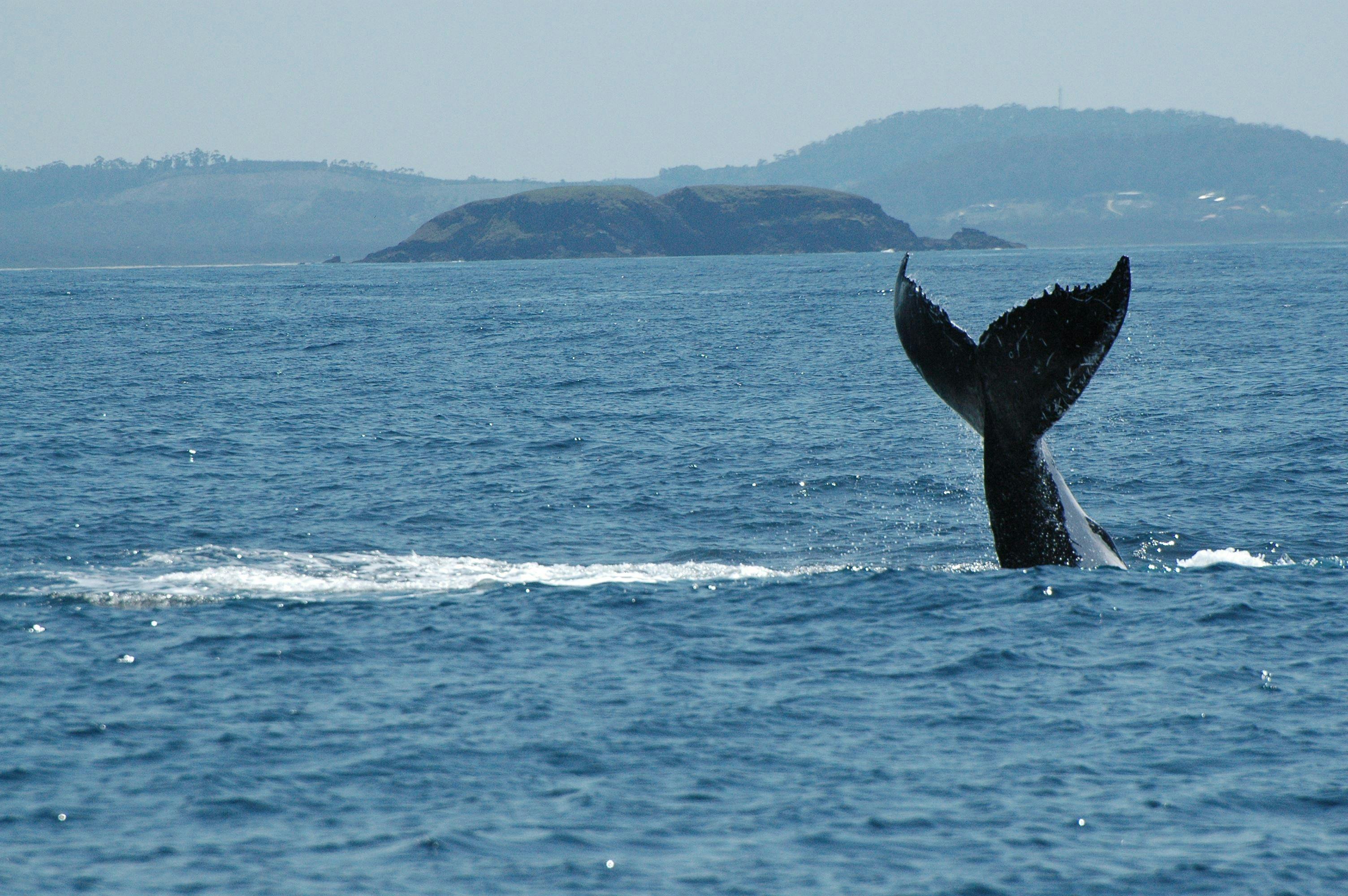 Whale Watch Experience