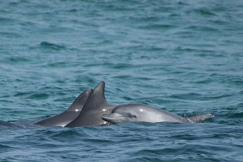 Whale Watch Experience