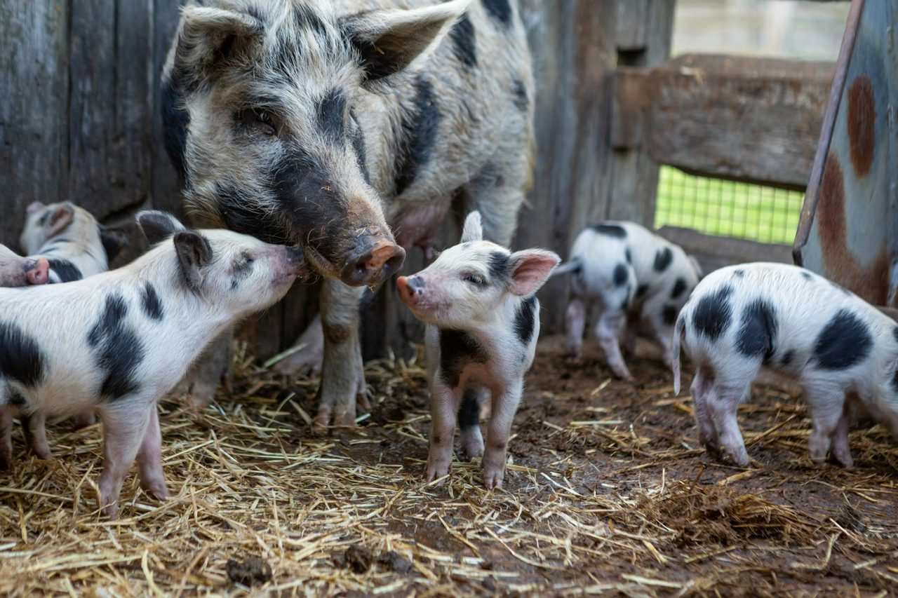 Tocal farm animals